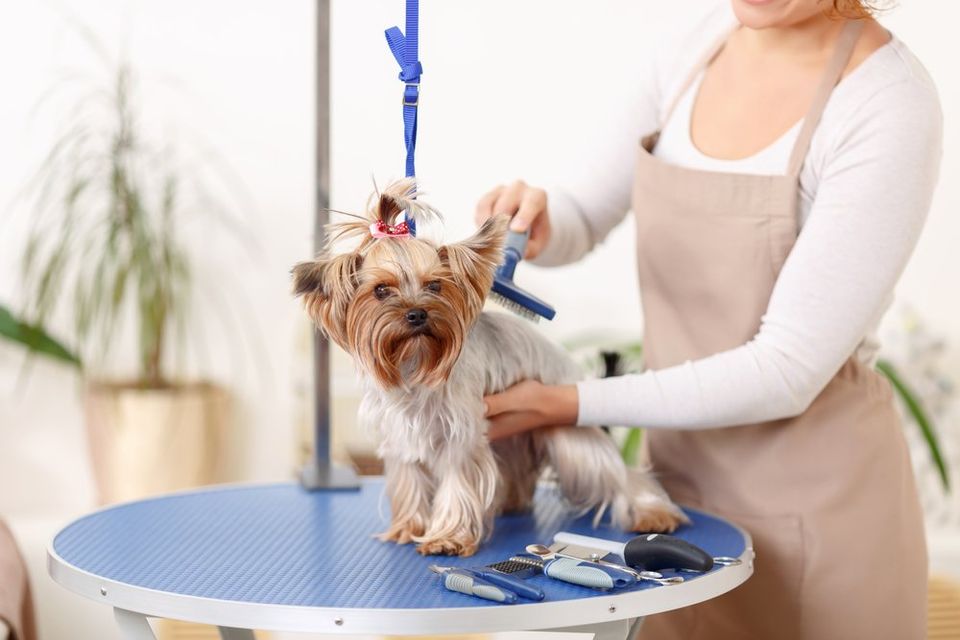 What is Included in Dog Grooming?
